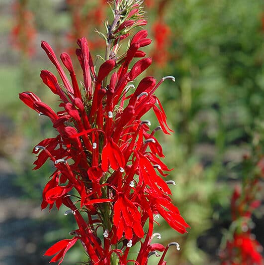 High quality Cardinal Flower seeds for Planting Fragrant Blossoms, Heirloom & GMO Free Seeds for Home Garden seeds pack