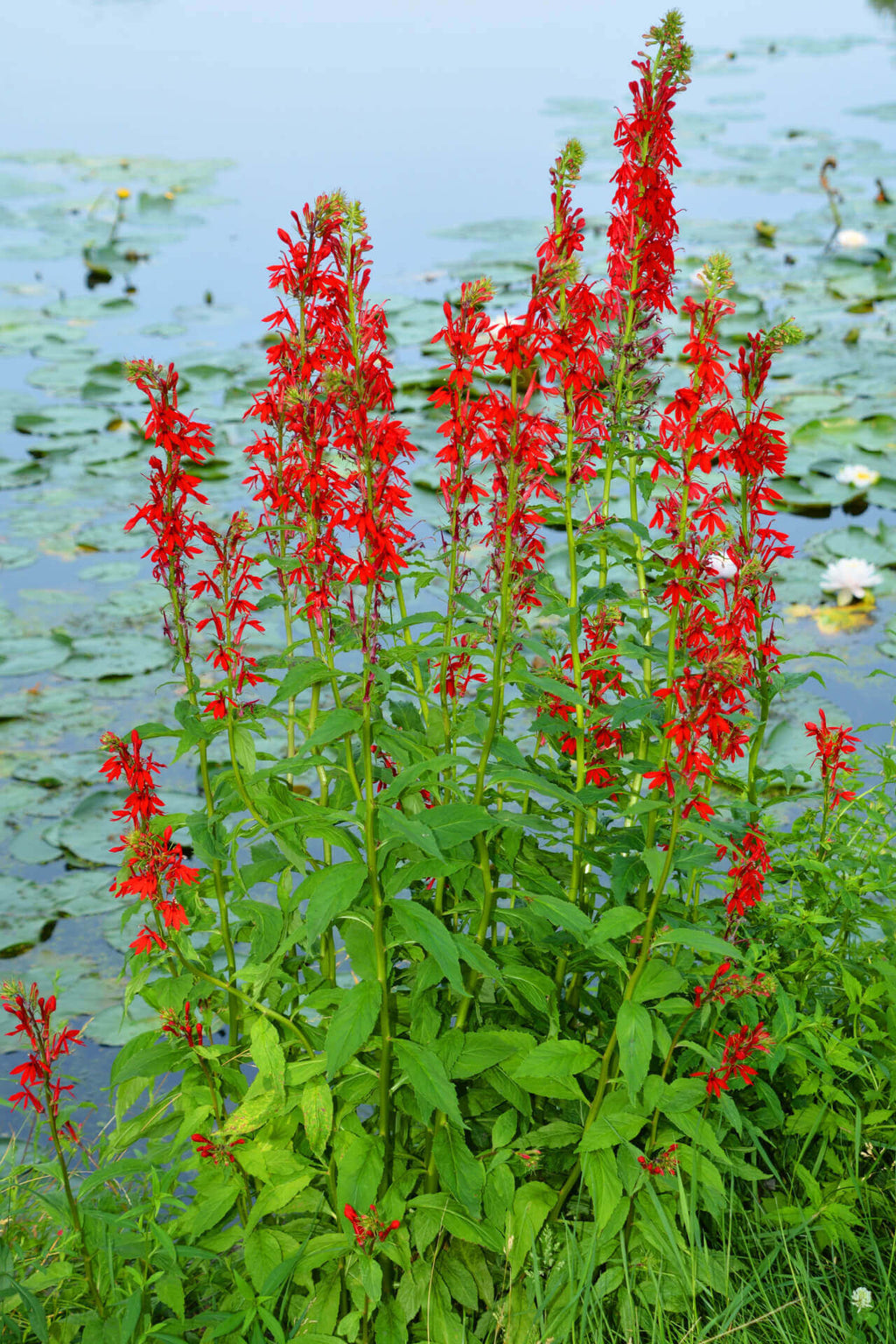 Cardinal Flower seeds for Planting Fragrant Blossoms, Heirloom & GMO Free Seeds for Home Garden vegetable and garden seeds