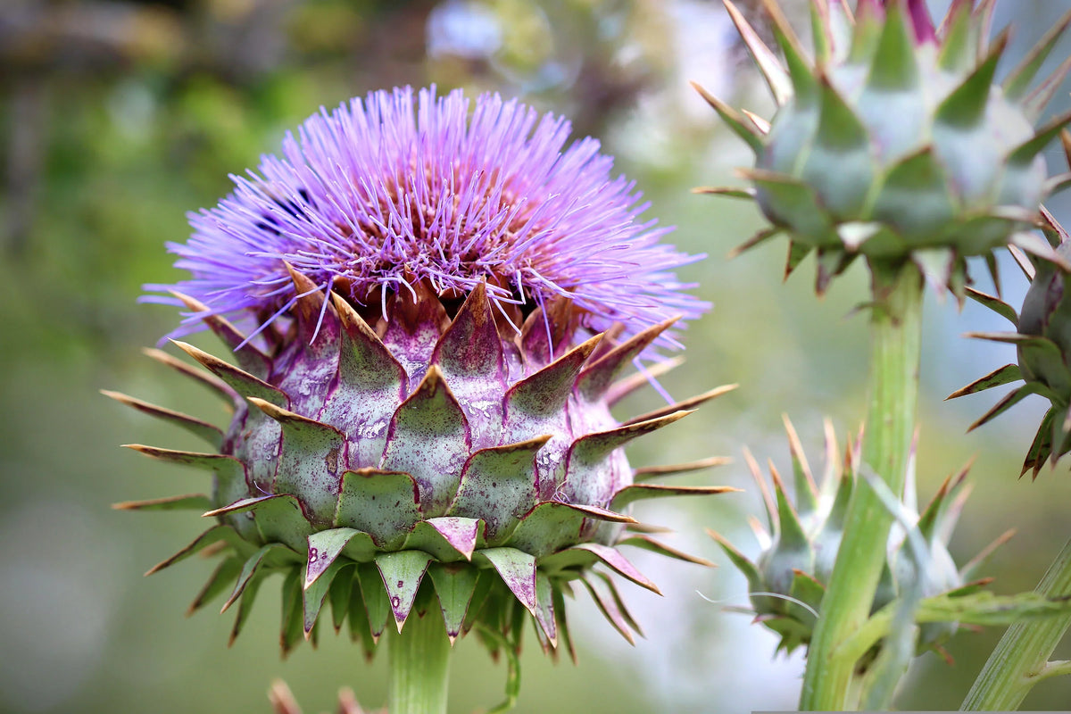 Cynara Flower seeds for Planting Compact Growth Heirloom & GMO Free Seeds for Home Garden