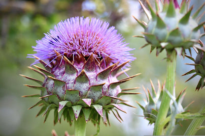 Cynara Flower seeds for Planting Compact Growth Heirloom & GMO Free Seeds for Home Garden