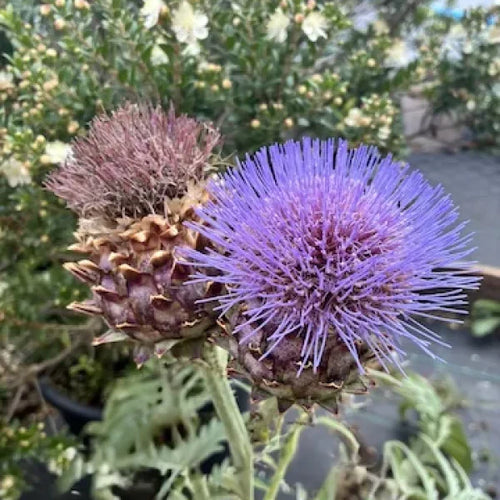 Premium Blue Cardoon Flower seeds for Planting Cottage Garden Essential, Heirloom & GMO Free Seeds for Home Garden seeds