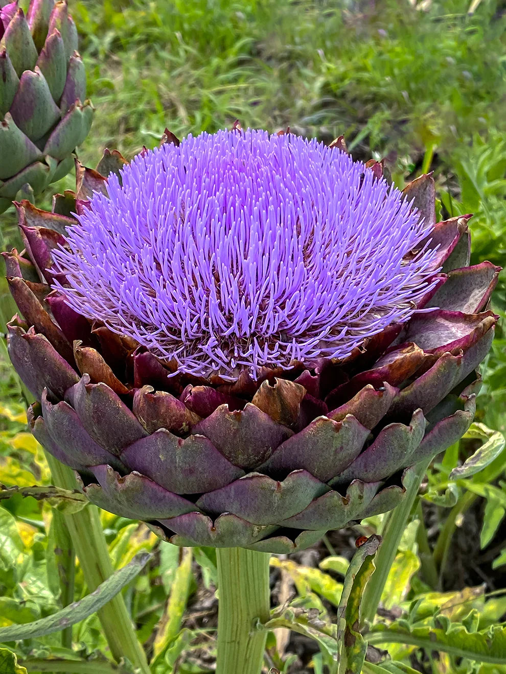 Blue Cardoon Flower seeds for Planting Cottage Garden Essential, Heirloom & GMO Free Seeds for Home Garden seeds for planting