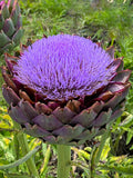 Blue Cardoon Flower seeds for Planting Cottage Garden Essential, Heirloom & GMO Free Seeds for Home Garden seeds for planting