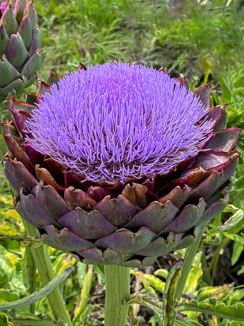 Blue Cardoon Flower seeds for Planting Cottage Garden Essential, Heirloom & GMO Free Seeds for Home Garden seeds for planting