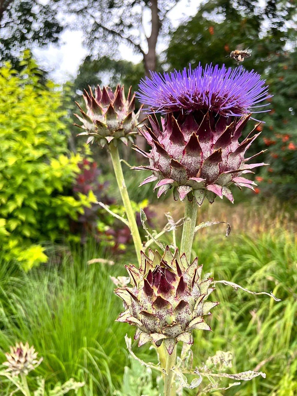 Blue Cardoon Flower seeds for Planting Cottage Garden Essential, Heirloom & GMO Free Seeds for Home Garden vegetable and garden seeds