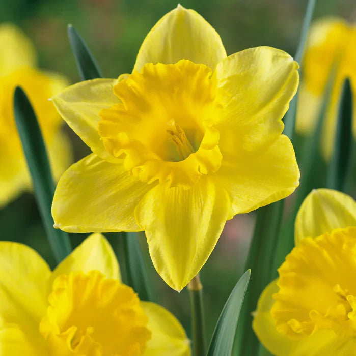 Narzisse Flower seeds for Planting Colorful Display, Heirloom & GMO Free Seeds for Home Garden seeds for planting