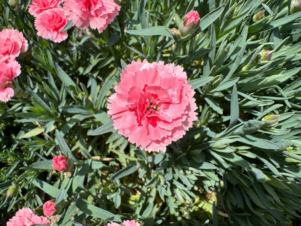 Pink Caryophyllus Flower seeds for Planting Drought Tolerant, Heirloom & GMO Free Seeds for Home Garden seeds for planting