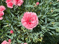 Pink Caryophyllus Flower seeds for Planting Drought Tolerant, Heirloom & GMO Free Seeds for Home Garden seeds for planting