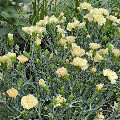 Light Yellow Carnation Flower Seeds for Easy Planting