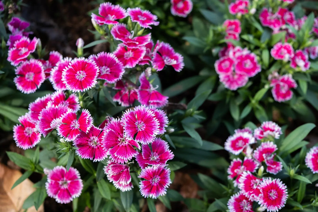 Premium Pink White Dianthus Flower seeds for Planting Hardy Variety, Heirloom & GMO Free Seeds for Home Garden seeds