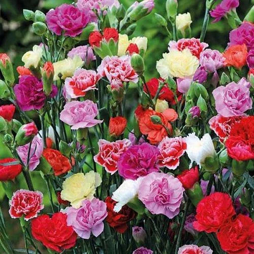 High quality Carnation Flower seeds for Planting Compact Growth, Heirloom & GMO Free Seeds for Home Garden seeds pack