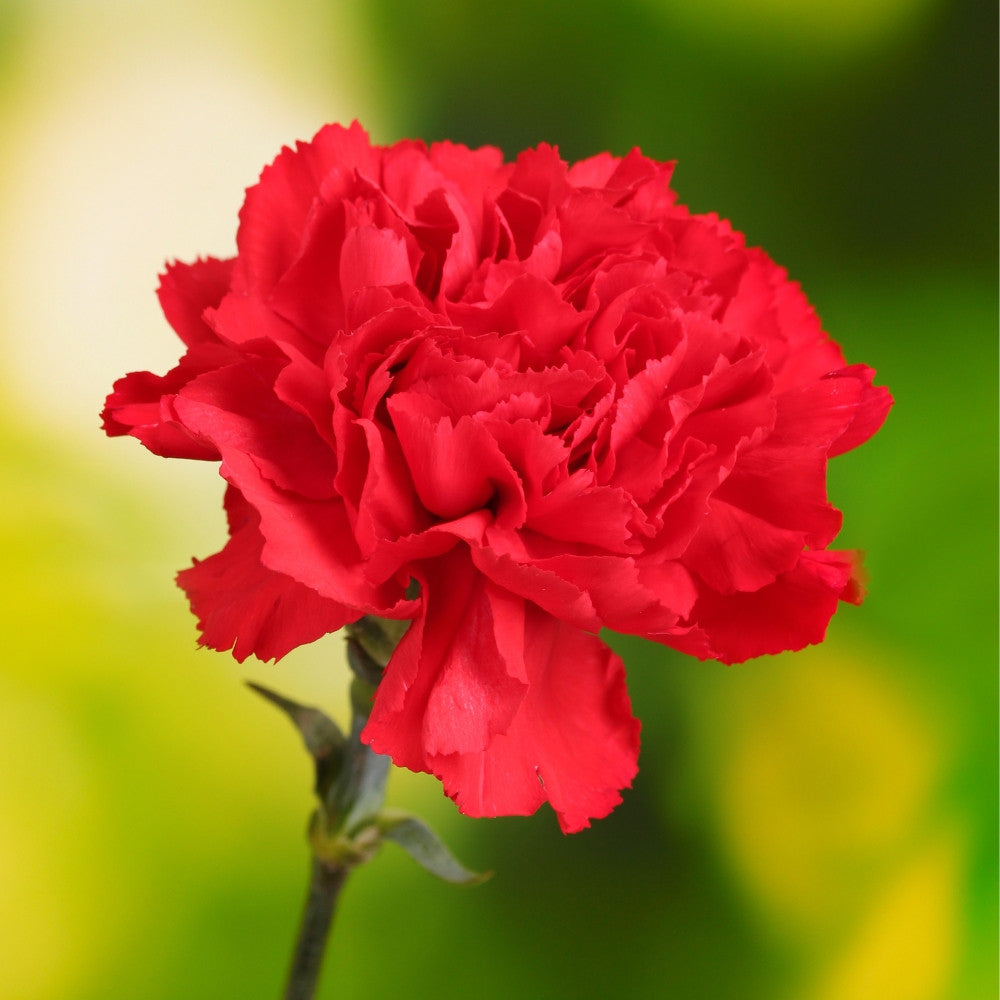 Dianthus Caryophyllus Flower Seeds for Planting - Vibrant Baren Red for Colorful Displays