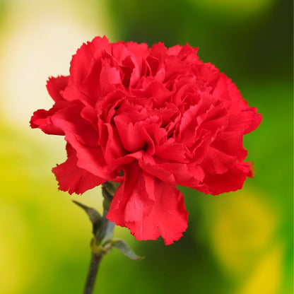 Dianthus Caryophyllus Flower Seeds for Planting - Vibrant Baren Red for Colorful Displays