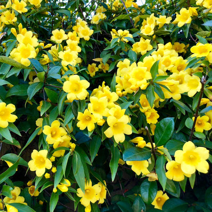 Yellow Jasminum Sambac Flower Seeds for Planting, Heirloom Non-GMO Organic Garden Seeds