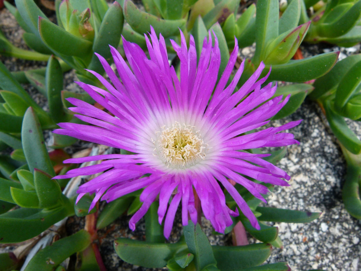 Native Pigface Flower seeds for Planting Perfect for Borders Heirloom & GMO Free Seeds for Home Garden
