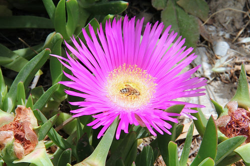 Premium Carpobrotus Flower seeds for Planting Cottage Garden Essential, Heirloom & GMO Free Seeds for Home Garden seeds