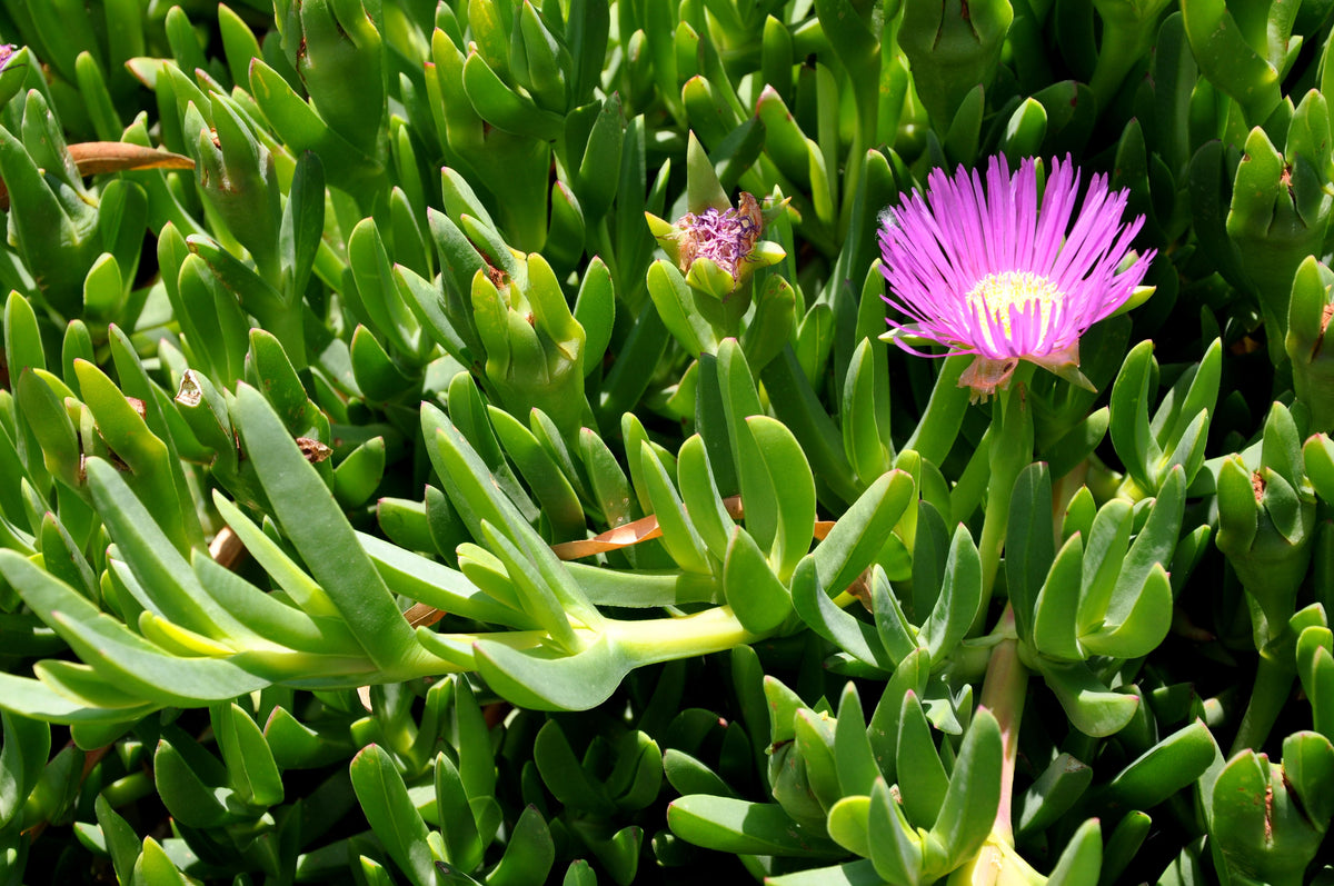 Native Pigface Flower seeds for Planting Perfect for Borders Heirloom & GMO Free Seeds for Home Garden
