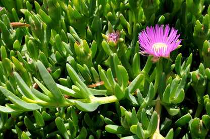 Native Pigface Flower seeds for Planting Perfect for Borders Heirloom & GMO Free Seeds for Home Garden