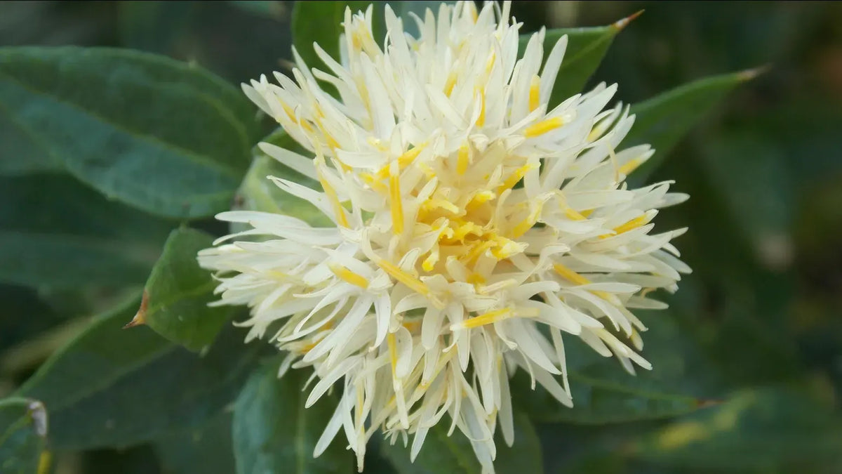 Heirloom SafFlower seeds for Planting Garden Favorite Heirloom & GMO Free Seeds for Home Garden