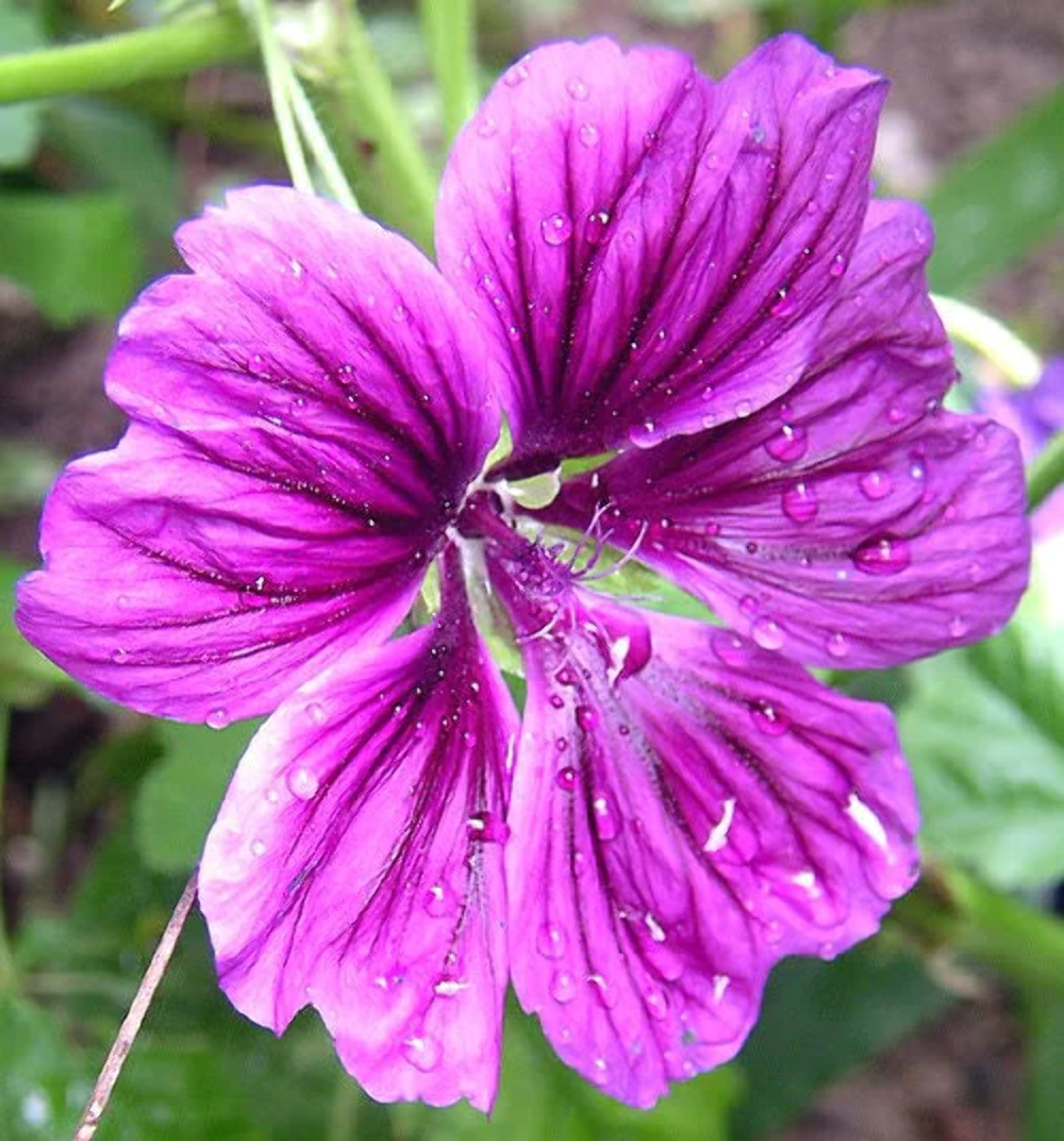 Casa Malva Seeds for Planting in Garden