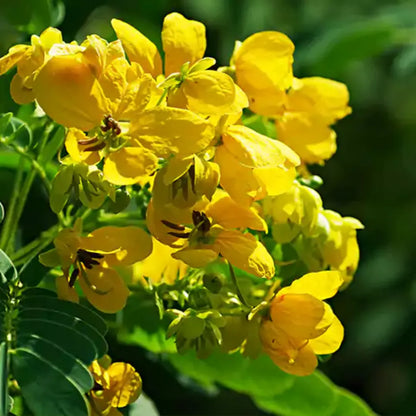 Cassia Biflora Flower seeds for Planting Hardy Variety Heirloom & GMO Free Seeds for Home Garden