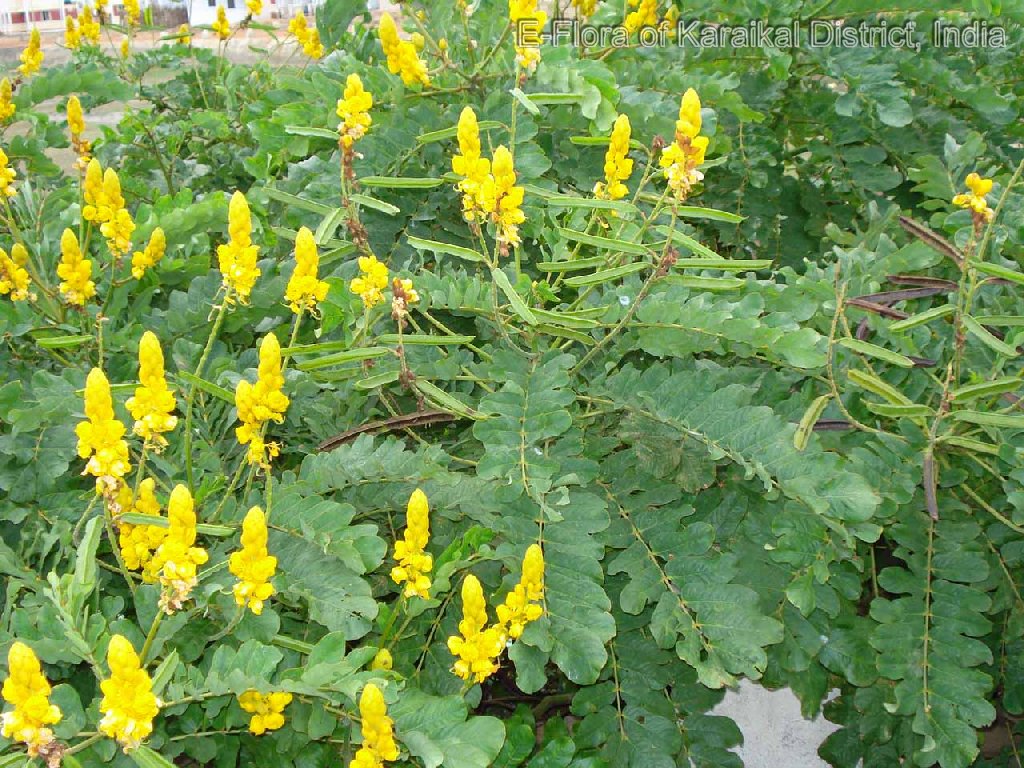 High quality Yellow Candlestick Flower seeds for Planting Pollinator Friendly, Heirloom & GMO Free Seeds for Home Garden seeds pack