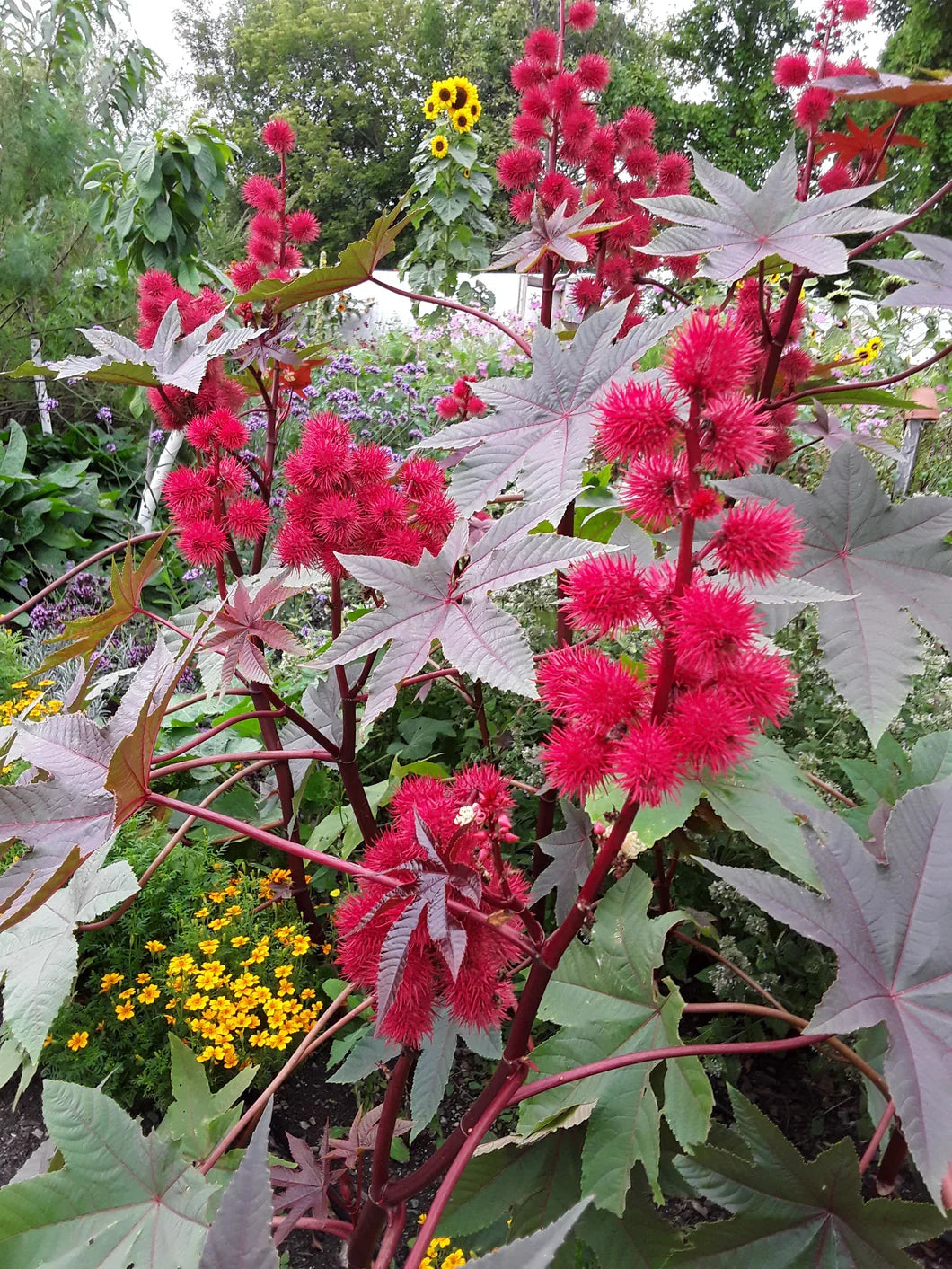 Castor Flower seeds for Planting Low Maintenance, Heirloom & GMO Free Seeds for Home Garden vegetable and garden seeds