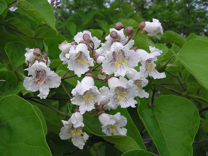 Heirloom Catalpa Flower seeds for Planting Pollinator Friendly Heirloom & GMO Free Seeds for Home Garden