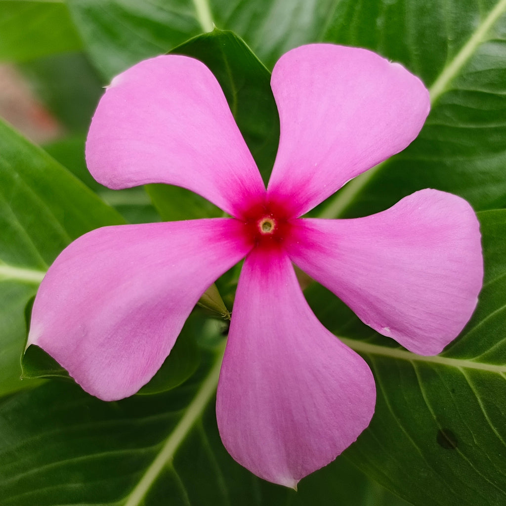 Light Pink Periwinkle Flower seeds for Planting Fragrant Blossoms, Heirloom & GMO Free Seeds for Home Garden vegetable and garden seeds