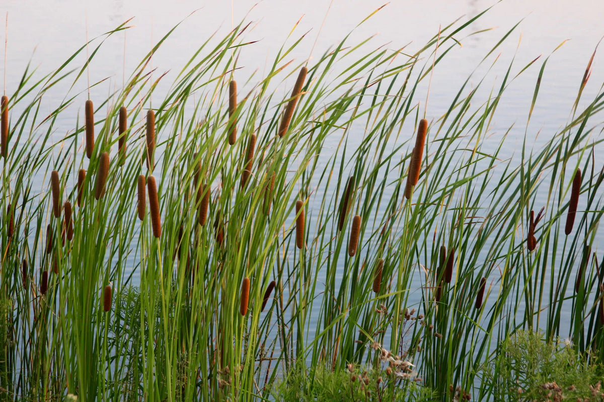 Cattail Flower seeds for Planting Vibrant Colors Heirloom & GMO Free Seeds for Home Garden