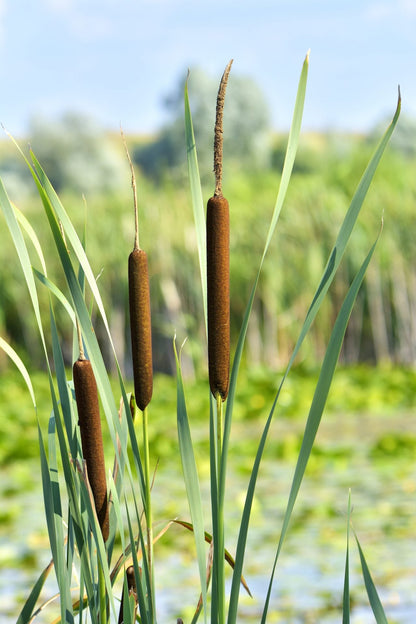 Cattail Flower seeds for Planting Vibrant Colors Heirloom & GMO Free Seeds for Home Garden