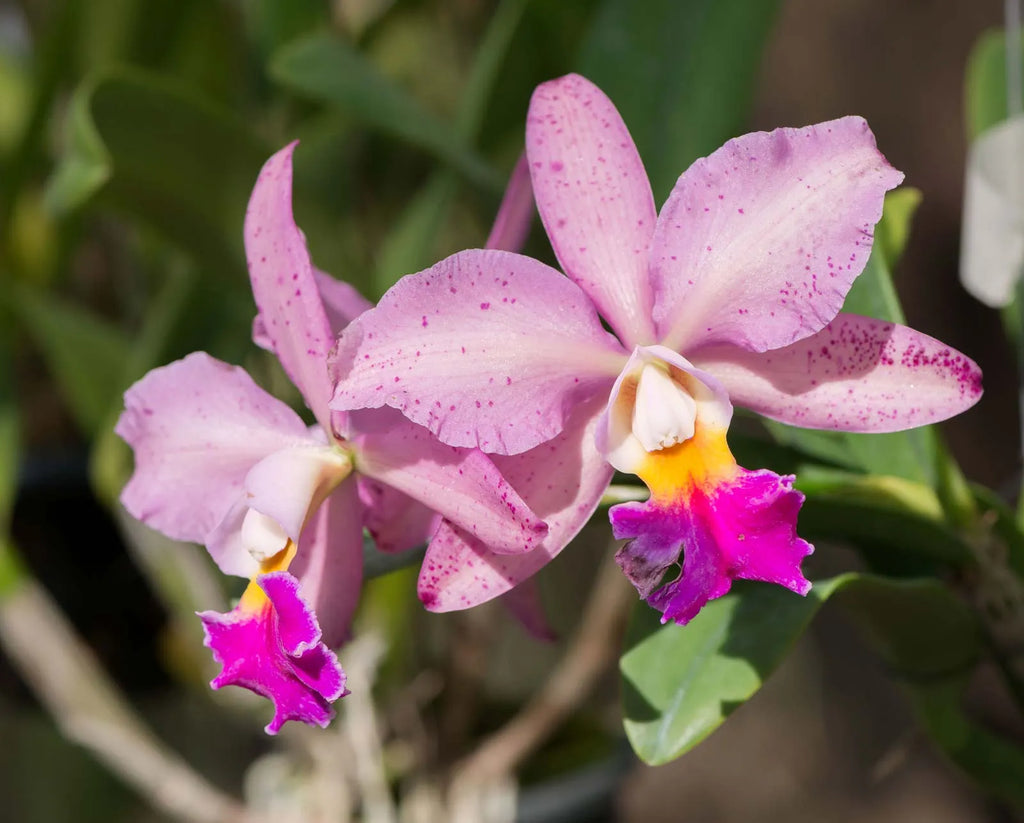 Mixed Cattleya Flower seeds for Planting Cut Flower Favorite, Heirloom & GMO Free Seeds for Home Garden seeds for planting