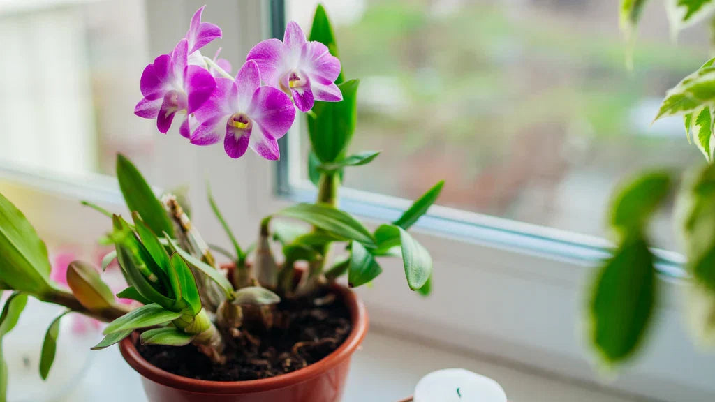 Keiki Orchids Flower seeds for Planting Fragrant Blossoms Heirloom & GMO Free Seeds for Home Garden