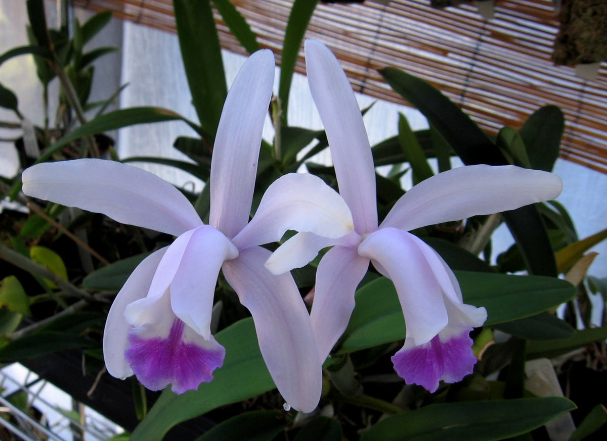 Cattleya Intermedia Flower seeds for Planting, Long Bloom Season Heirloom & GMO Free Seeds for Home Garden
