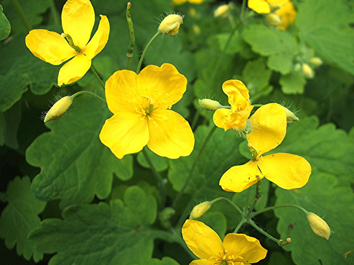 Chelidonium Majus Flower seeds for Planting Fragrant Blossoms Heirloom & GMO Free Seeds for Home Garden