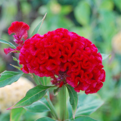 Celosia Chief Persimmon Flower seeds for Planting, Garden Favorite Heirloom & GMO Free Seeds for Home Garden