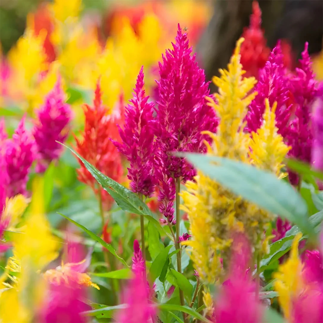 Plumed Flower seeds for Planting - Colorful Display, Heirloom & GMO Free Seeds for Home Garden