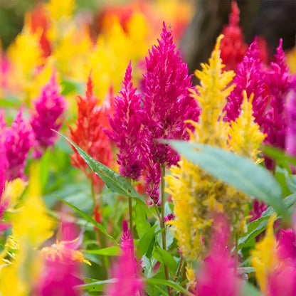 Plumed Flower seeds for Planting - Colorful Display, Heirloom & GMO Free Seeds for Home Garden