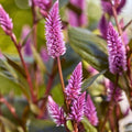 Purple Celosia Spicata Flower seeds for Planting Easy to Grow, Heirloom & GMO Free Seeds for Home Garden seeds for planting