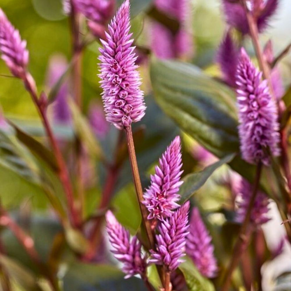 Purple Celosia Spicata Flower seeds for Planting Easy to Grow, Heirloom & GMO Free Seeds for Home Garden seeds for planting