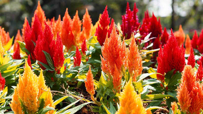 Celosia Flower seeds for Planting - Long Bloom Season, Heirloom & GMO Free Seeds for Home Garden