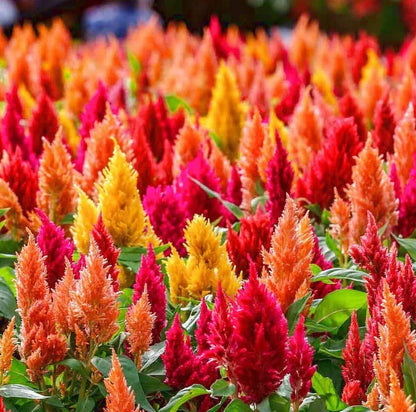 Colorful Celosia Spicata Seeds For Planting