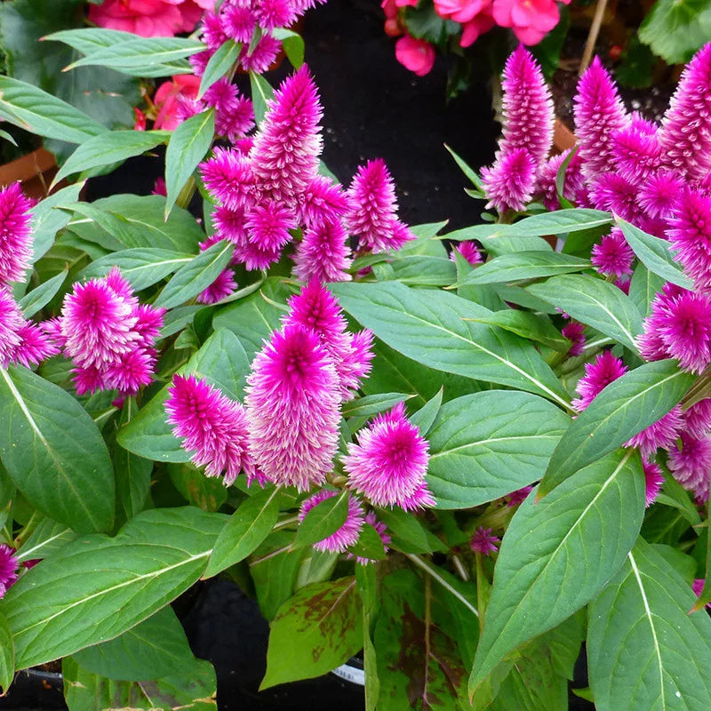 Celosia Spicata Flower seeds for Planting Shade Tolerant, Heirloom & GMO Free Seeds for Home Garden vegetable and garden seeds