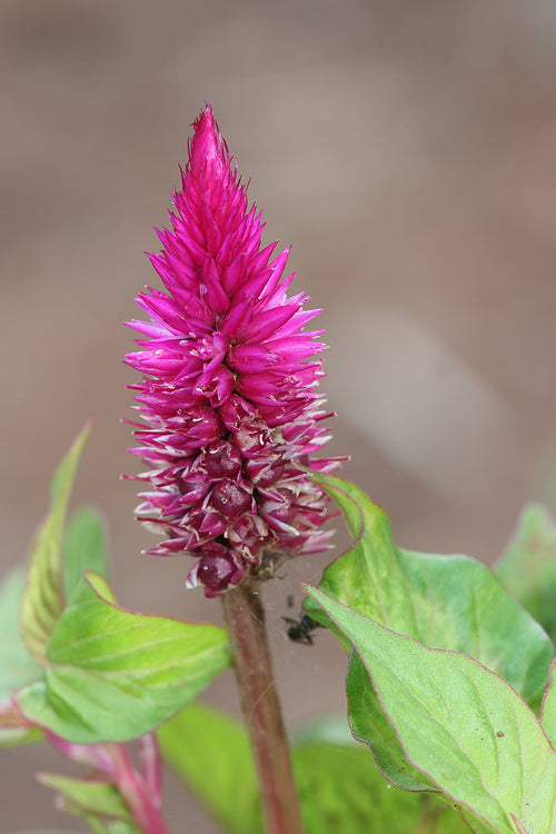 Premium Celosia Spicata Flower seeds for Planting Shade Tolerant, Heirloom & GMO Free Seeds for Home Garden seeds