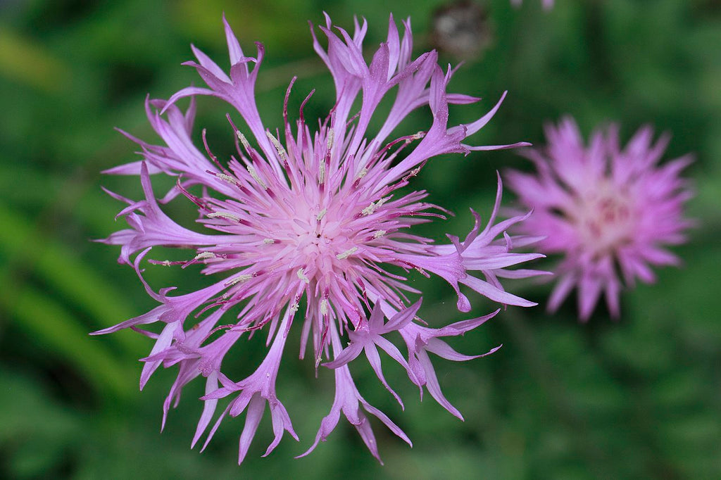 Premium Dianthus Superbus Flower seeds for Planting Long Bloom Season, Heirloom & GMO Free Seeds for Home Garden seeds