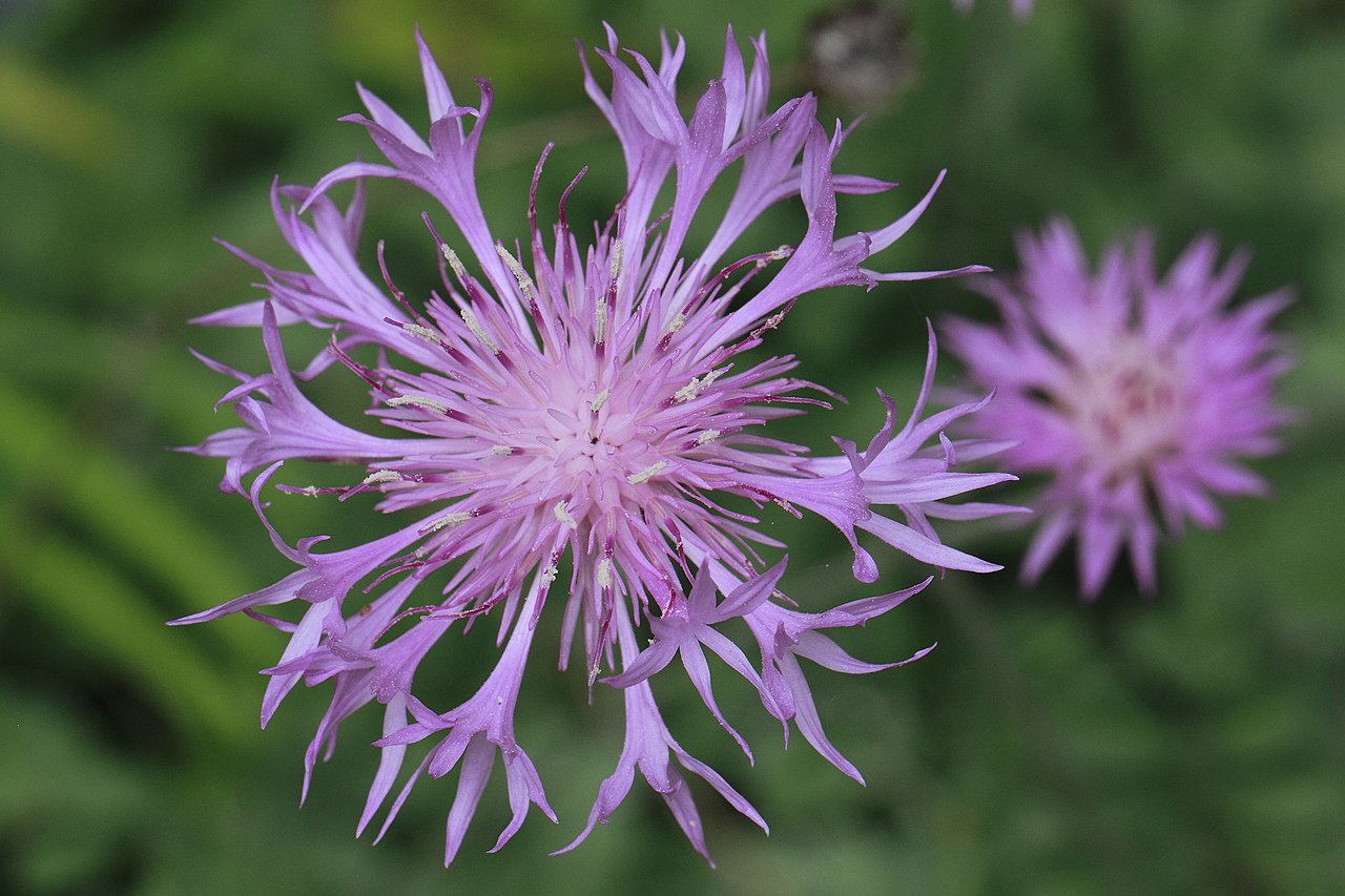 Premium Dianthus Superbus Flower seeds for Planting Long Bloom Season, Heirloom & GMO Free Seeds for Home Garden seeds