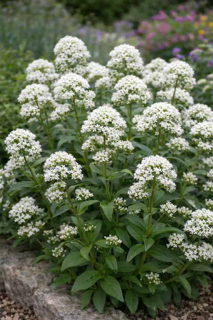 Jupiter's Beard Flower seeds for Planting, Wildflower Mix Heirloom & GMO Free Seeds for Home Garden