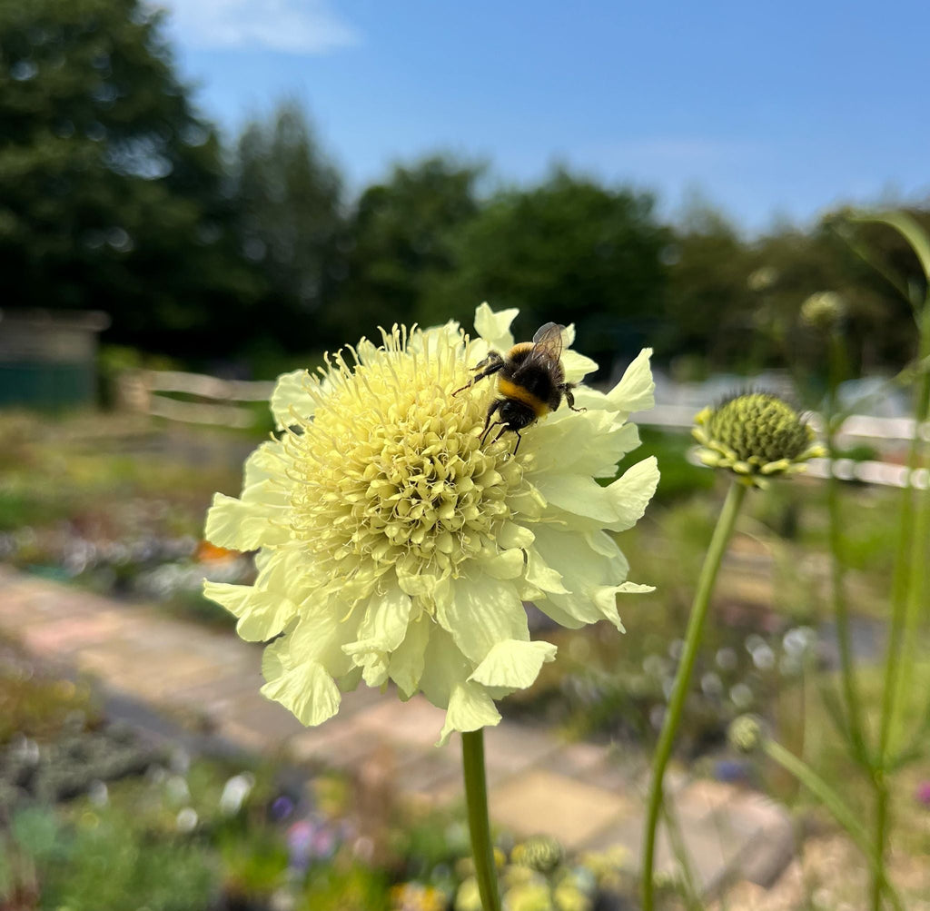 Cephalaria Gigantea Flower seeds for Planting Vibrant Colors, Heirloom & GMO Free Seeds for Home Garden vegetable and garden seeds