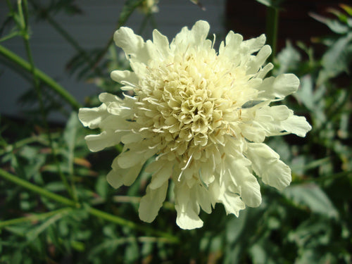 Premium Cephalaria Gigantea Flower seeds for Planting Vibrant Colors, Heirloom & GMO Free Seeds for Home Garden seeds