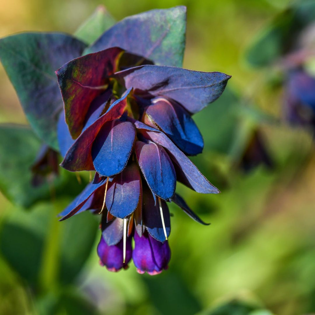 Blue Cerinthe Flower Seeds for Planting Heirloom, Non GMO, Compact Growth Garden Seeds seeds for planting